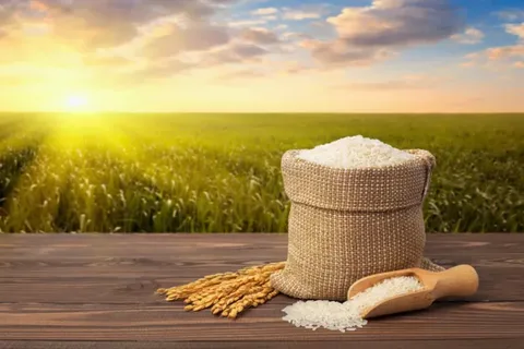 تصویر 2 از خرید برنج عنبر بو زرد + قیمت فروش استثنایی